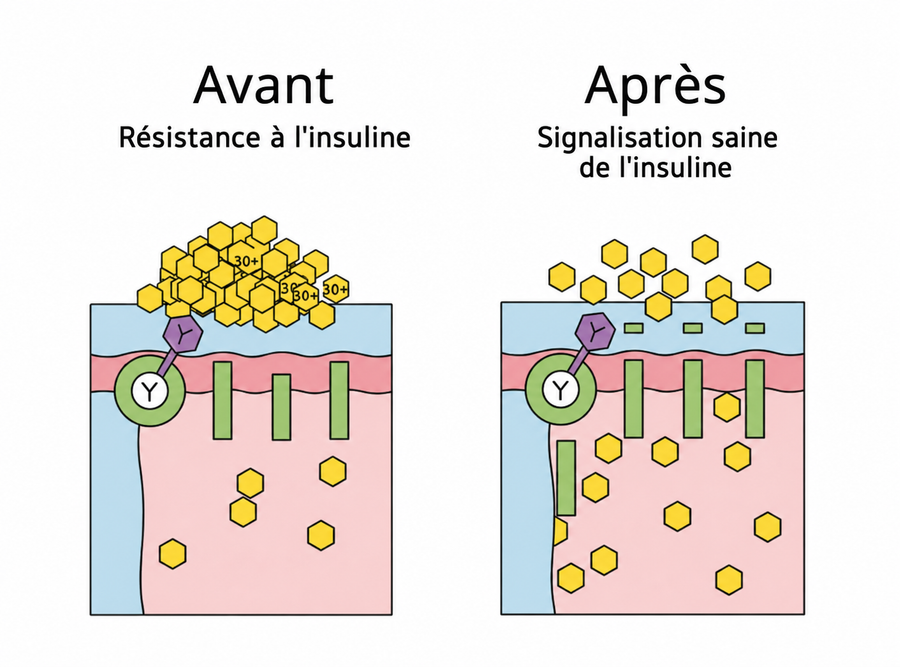 Before & After: Insulin Signaling